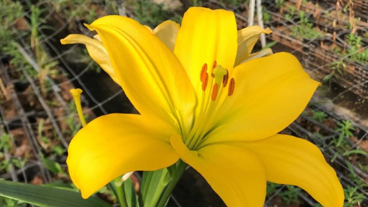 Los viveros de Murcia florecen con el agua del Trasvase Tajo-Segura