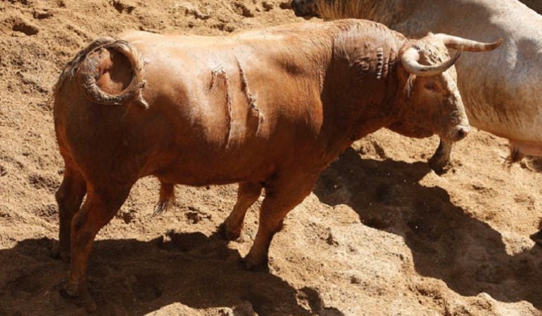 Licenciado, toro de pelo melocotón, número 74 de Núñez del Cuvillo, será el que abra plaza esta tarde en la Maestranza