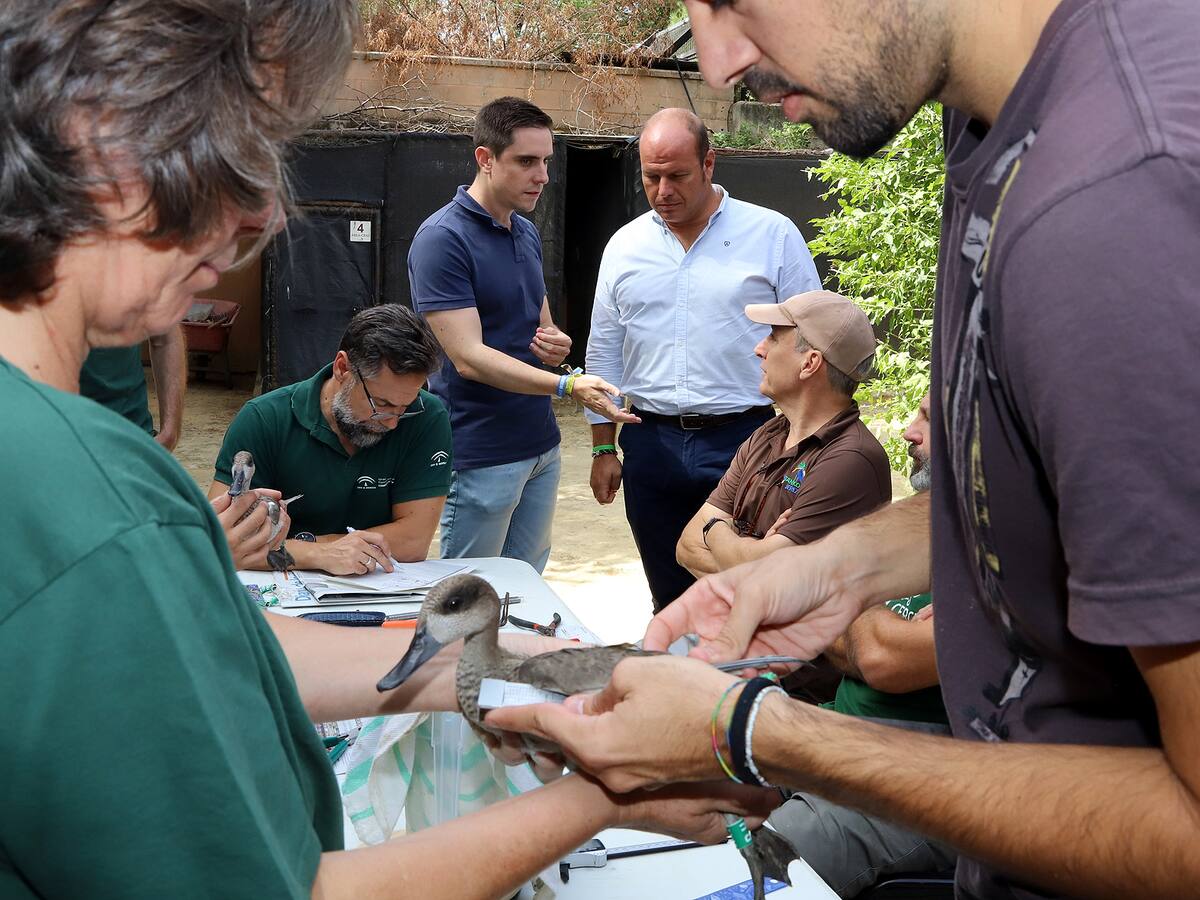 Avances en el Zoobotánico de Jerez en la reintroducción en su hábitat natural de la Cerceta Pardilla