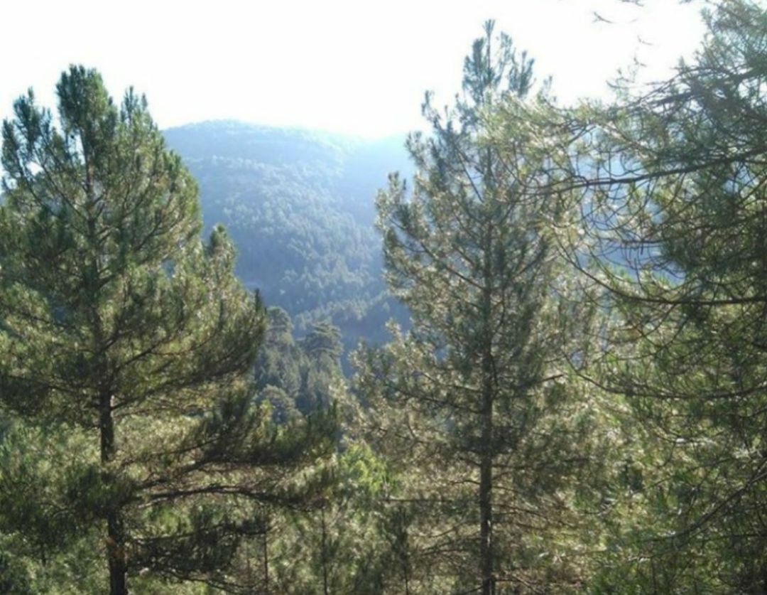 Pinar en el Parque Natural de Cazorla, Segura y Las Villas