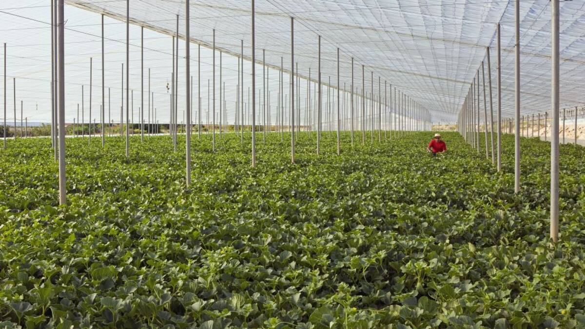 La renta agraria cayó en 2019 y las coordinadoras piden medidas al nuevo Gobiero para frenar la pérdida de rentabilidad