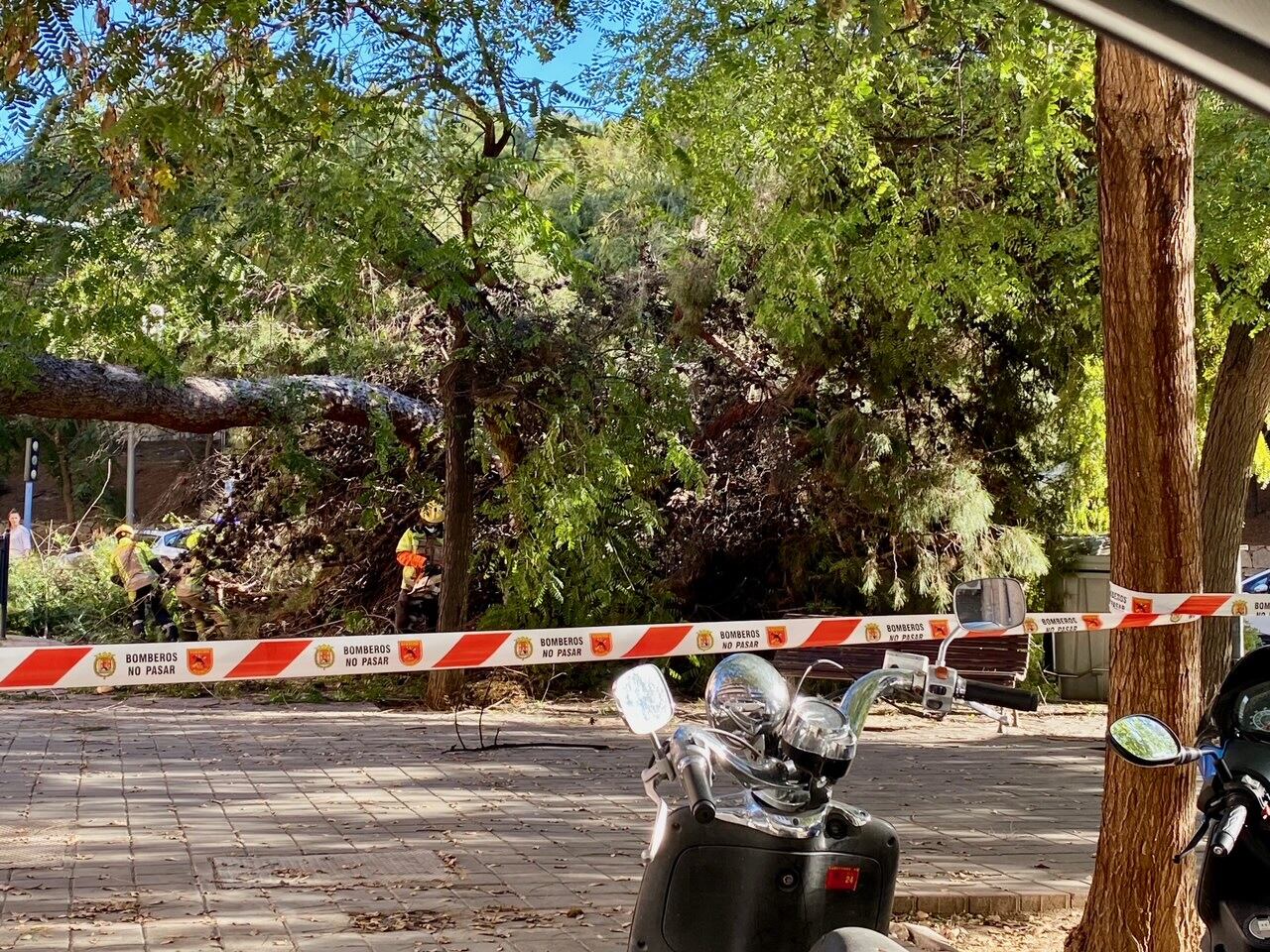 Los bomberos trabajan en la retirada del árbol caído este lunes en Alicante