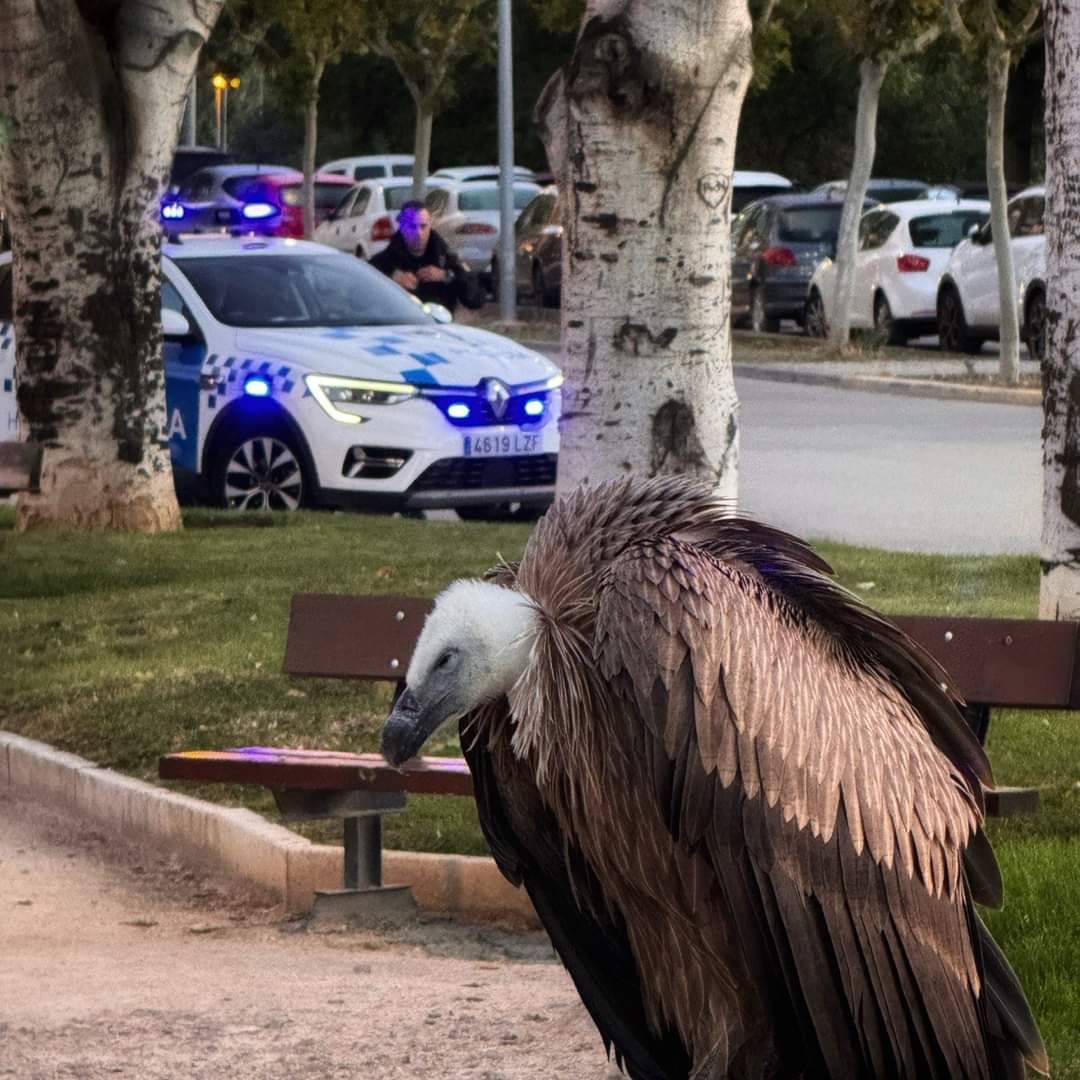 El buitre fue rescatado en la avenida los Danzantes