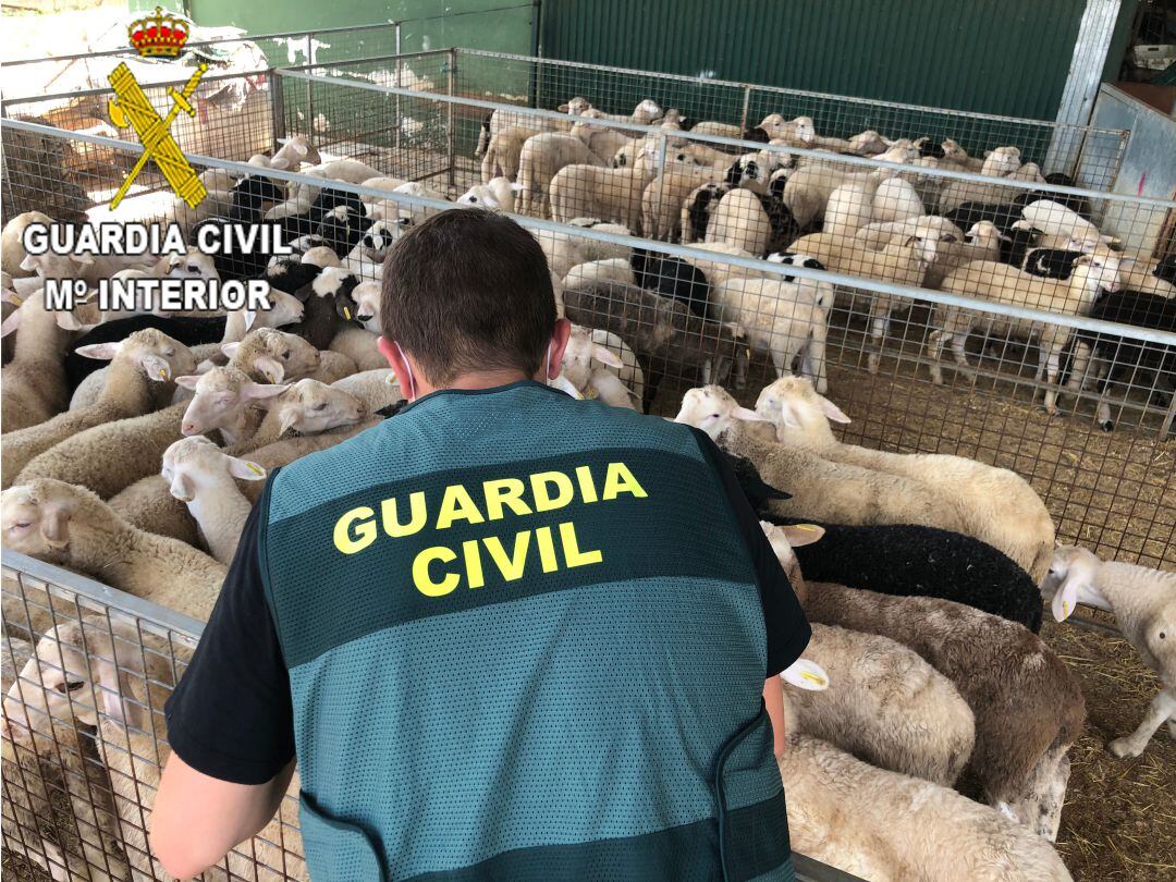 Imatge de l&#039;operatiu de la Guàrdia Civil