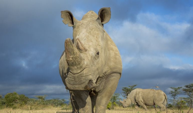 Sudán fallecía este lunes, poniendo a su especie al borde de la extinción.