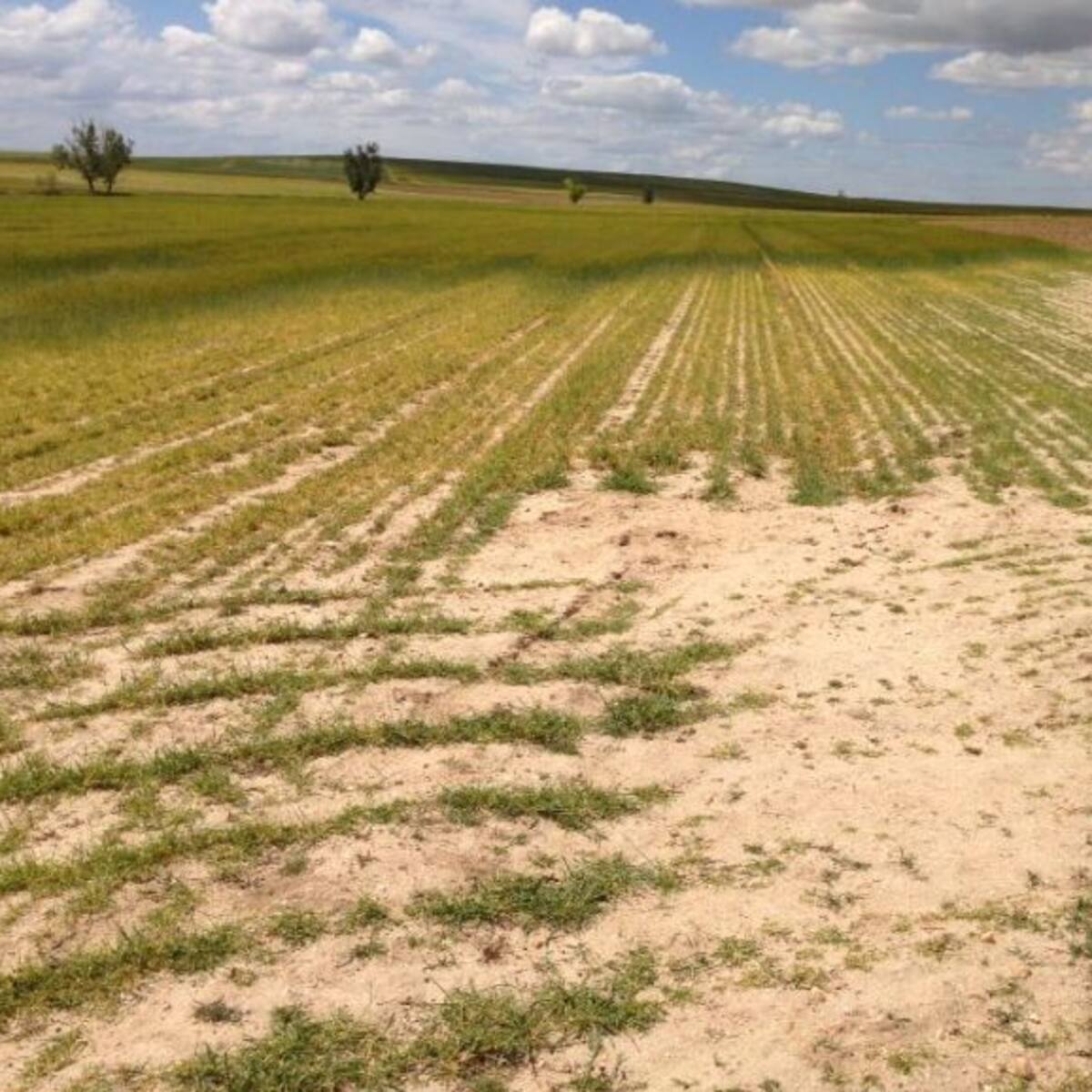 Advierten de los daños provocados por los conejos en los cultivos