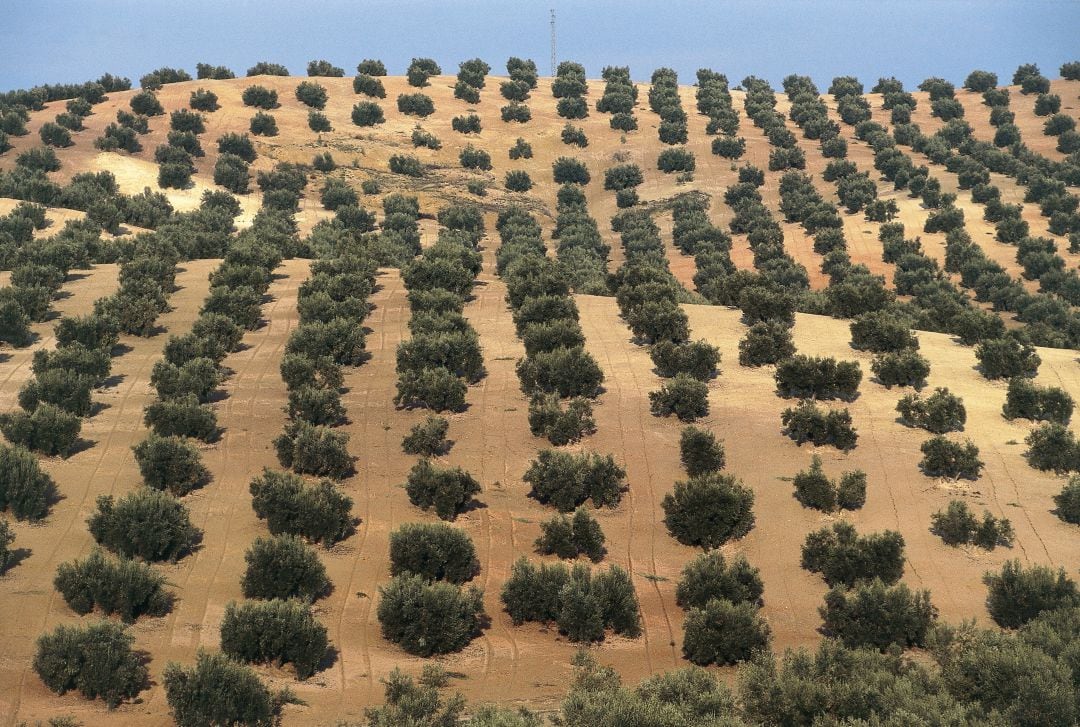 Olivos en Jaén.