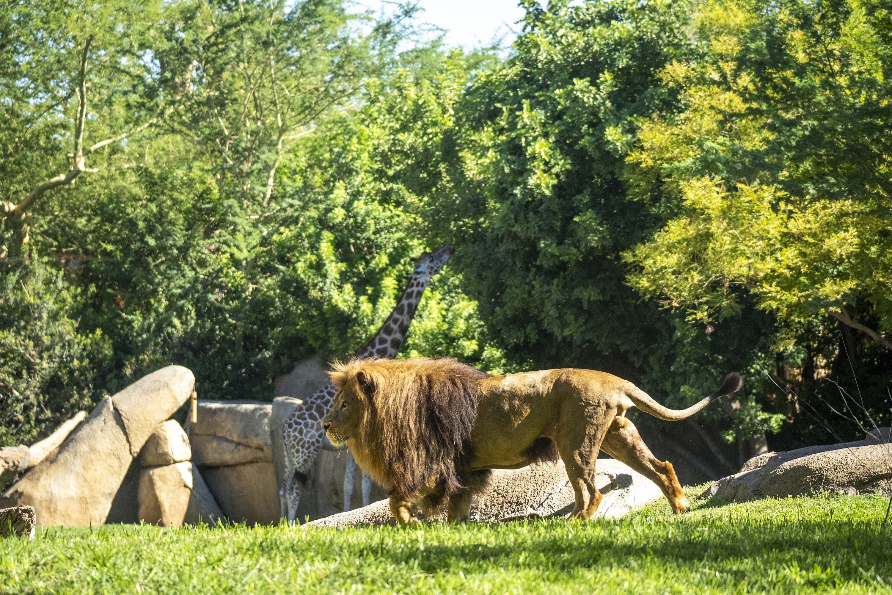 León y jirafa en la sabana africana de BIOPARC València