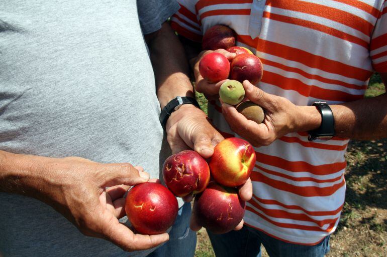 Imatge de detall de peces de nectarines madures i verdes tocades per la pedregada d&#039;aquest dissabte a Aitona (Segrià). Imatge del 5 de juny del 2016