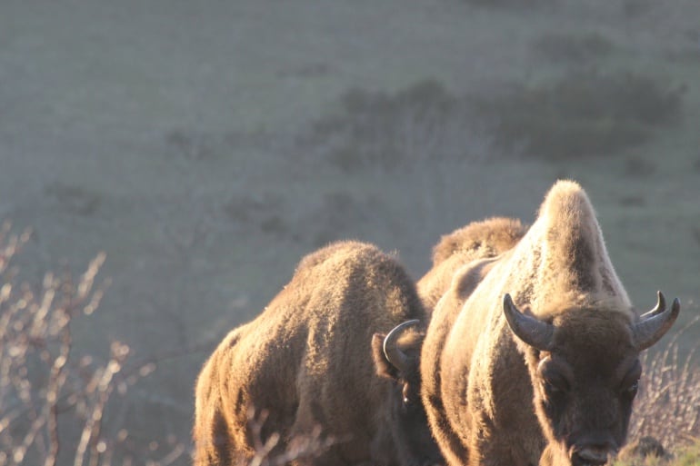 Ejemplares de bisonte europeo (Bison Bonasus) en la Montaña Palentina