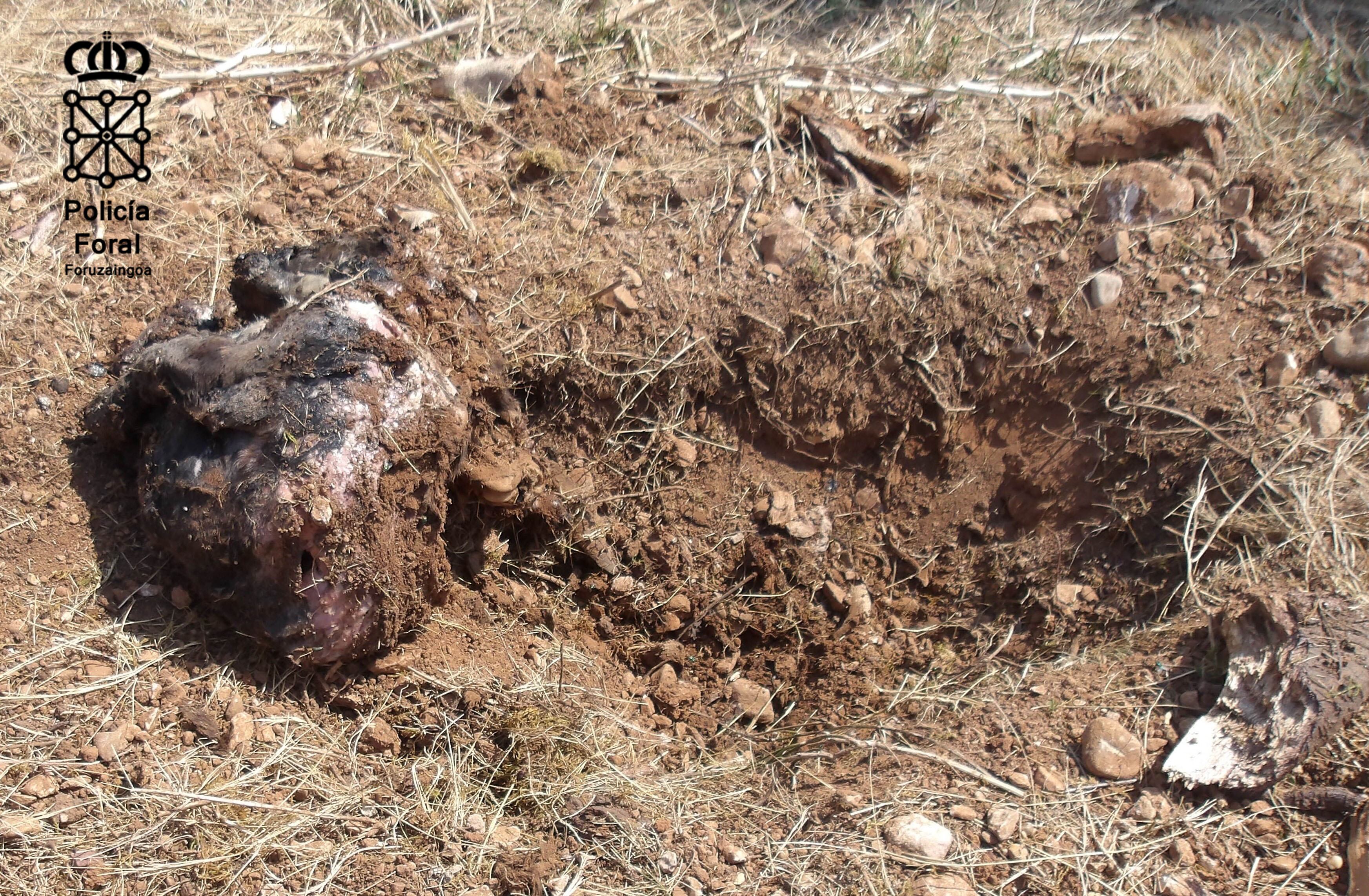 Investigados dos varones por un delito de contra los animales