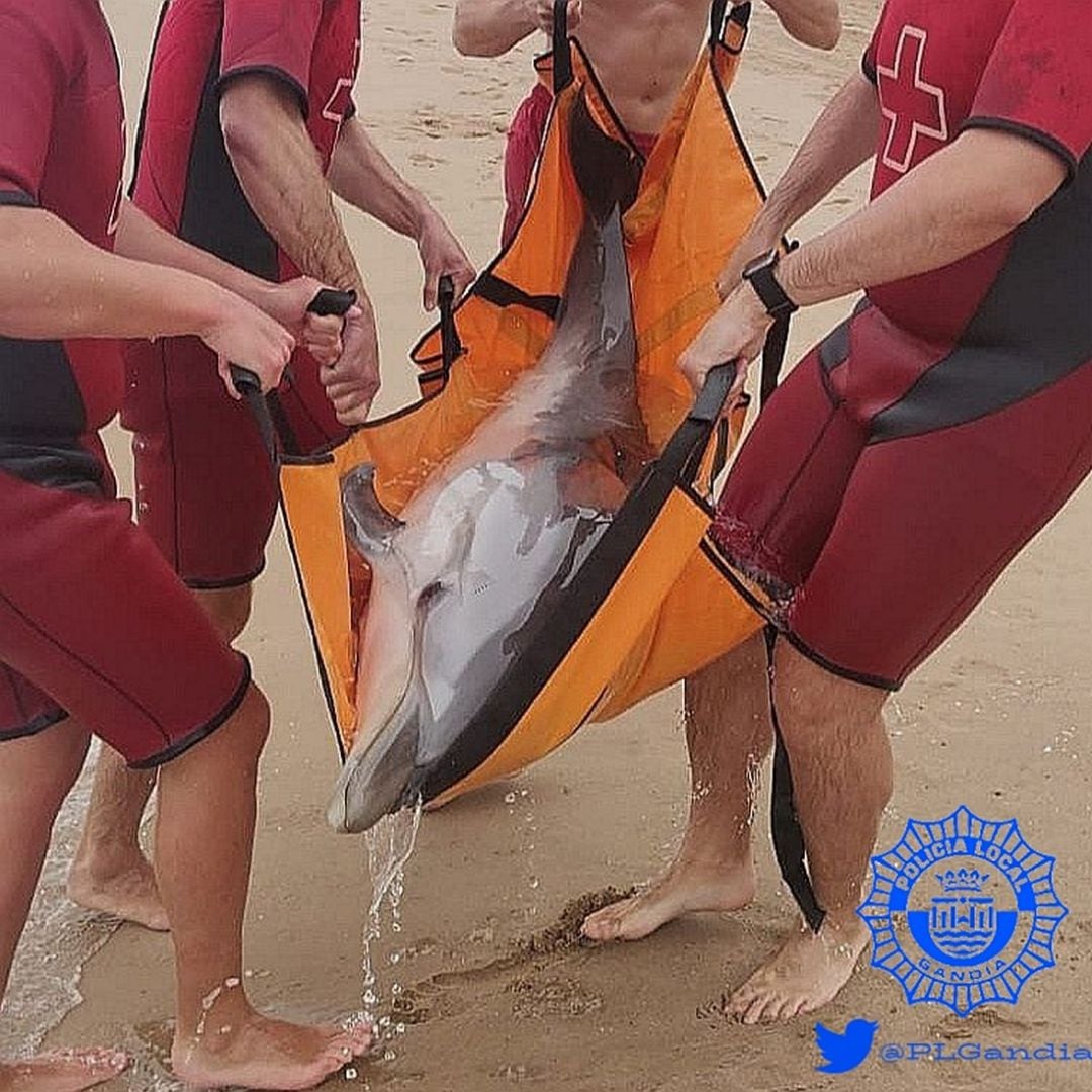 Rescate de un delfín en la playa de Gandia 