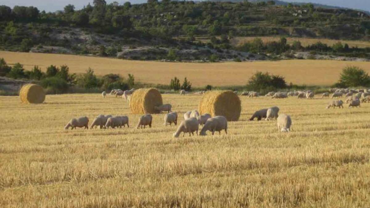 El precio del ganado arrastra la producción agraria en Aragón más de medio punto