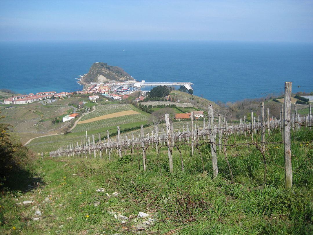 Viñedos de Txakoli en Getaria. 