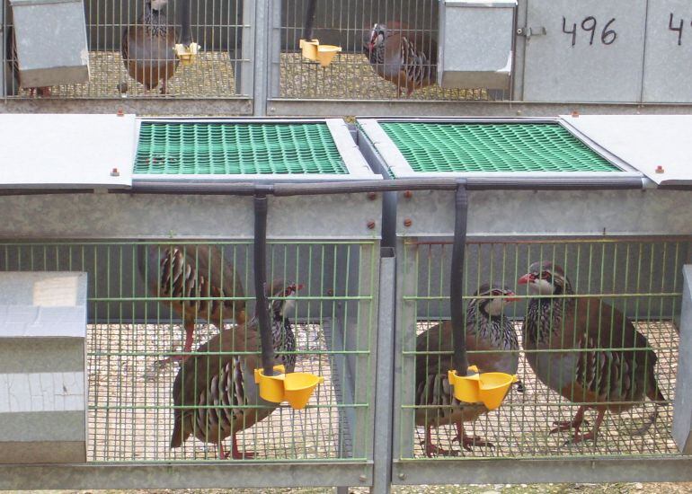 Perdices criadas en cautividad