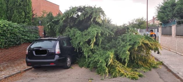 Árbol caído sobre un vehículo en Cabanillas del Campo