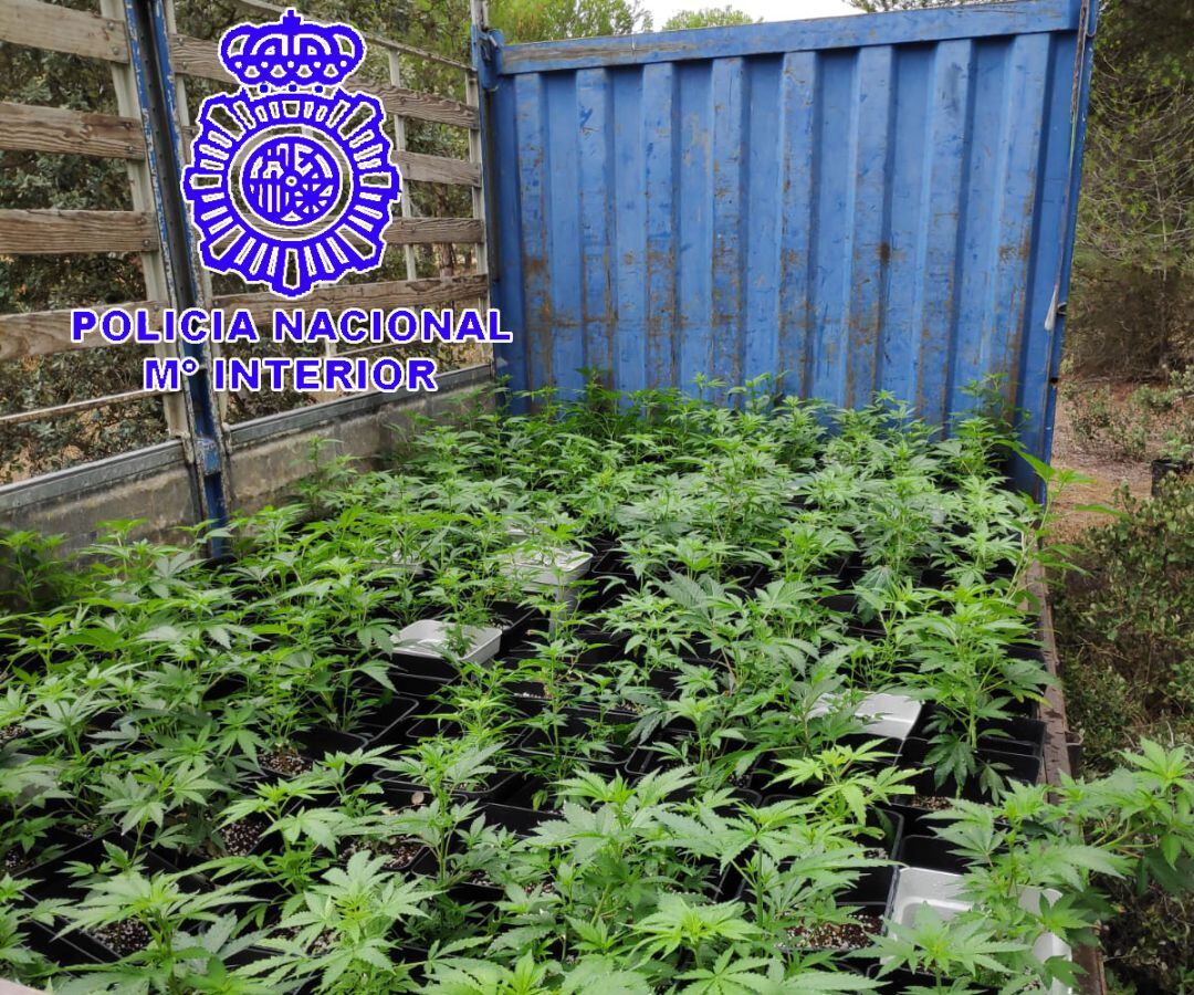 Han sido localizadas más de 500 plantas