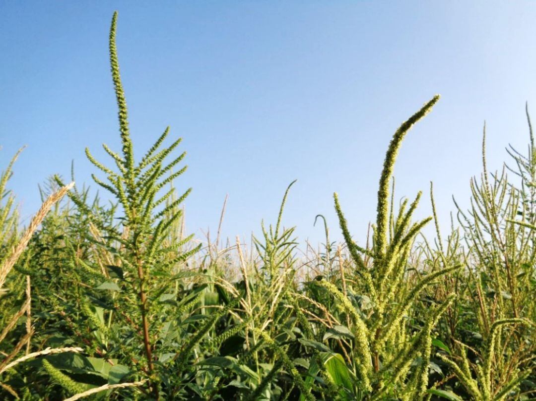 L'Amaranthus palmeri