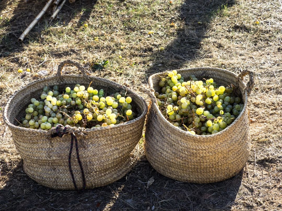 El precio de la uva para el cava ha disminuido más de un 30% respecto al año pasado, según denuncian los agricultores