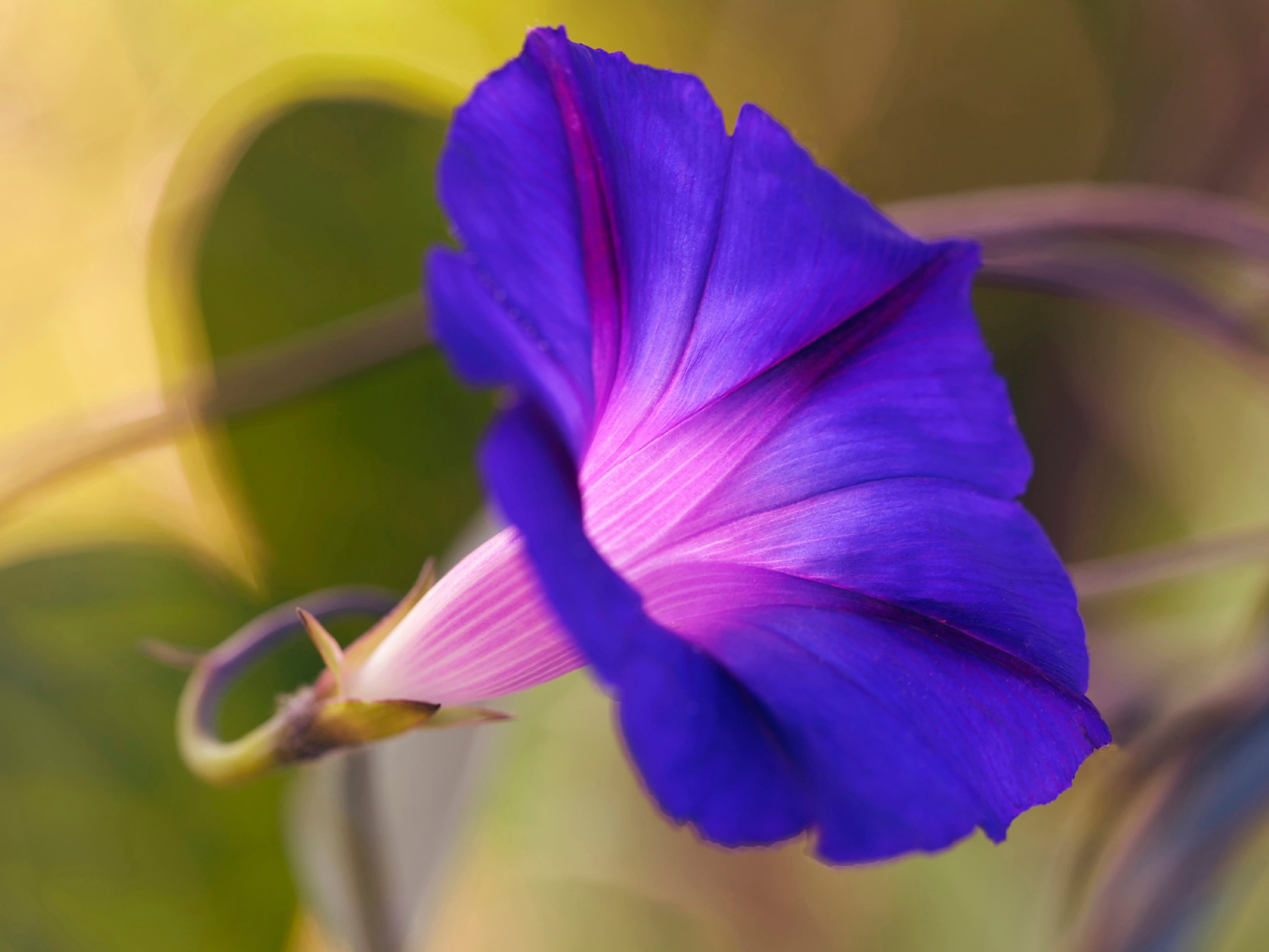 Un ejemplar de Ipomoea purpurea.