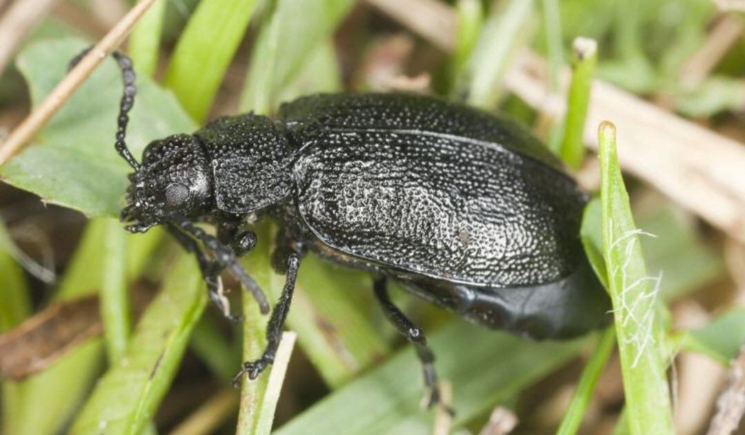 El escarabajo del olmo o galeruca