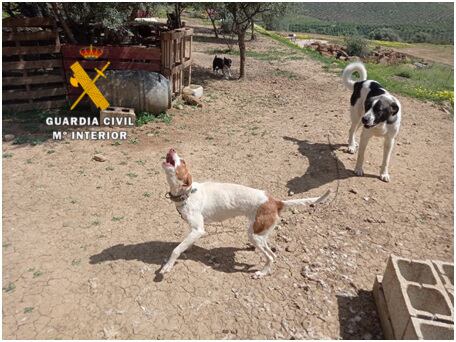 Algunos de los perros rescatados por la Guardia Civil