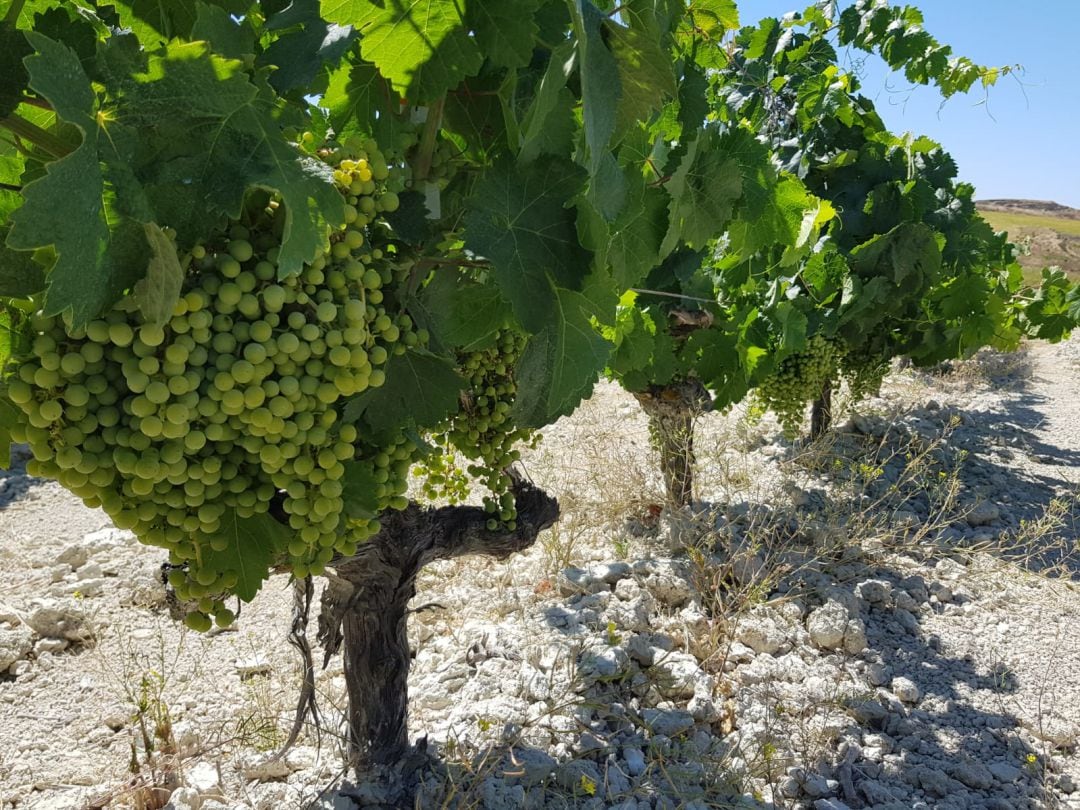 Cepa en una viña del Marco de Jerez