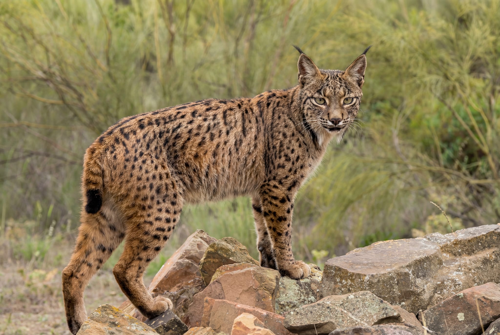 Lince ibérico en la finca "Las Tiesas" de Viso del Marqués