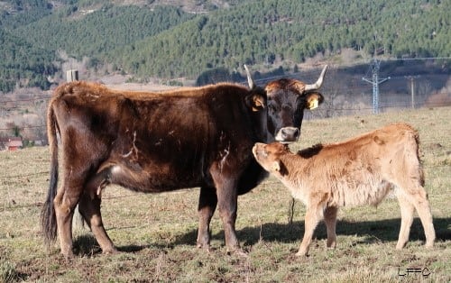 Ejemplares de raza mantequera