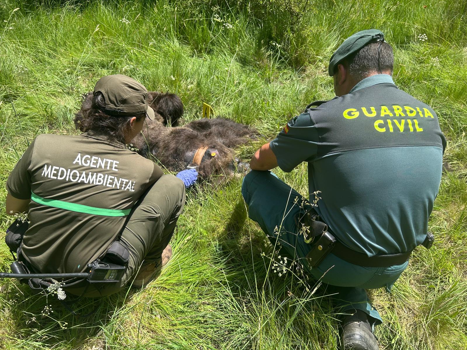 Agentes medioambientales de la Junta localizan muerto un oso pardo en la Montaña Palentina