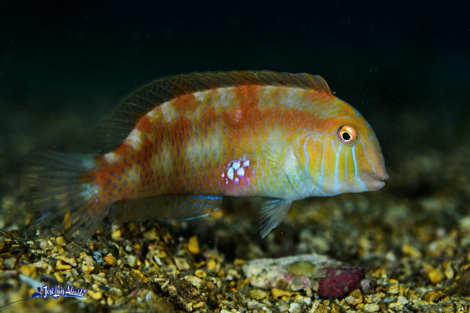 Fotografía de José Luis Alcaide