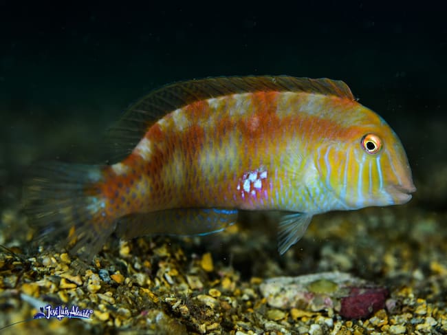 Fotografía de José Luis Alcaide