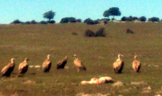 Buitres atacando a un ternero vivo en Dehesa de Navalvillar en Colmenar Viejo