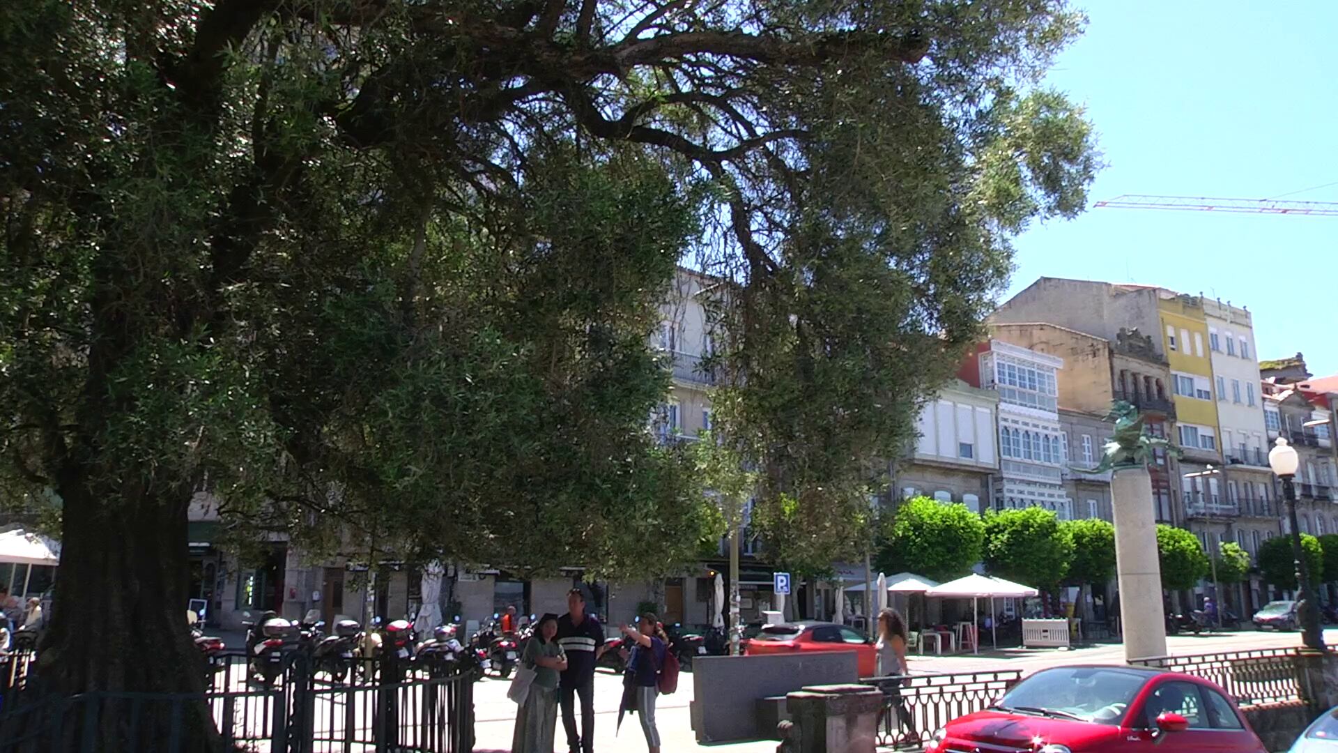 Olivo Paseo de Alfonso Vigo