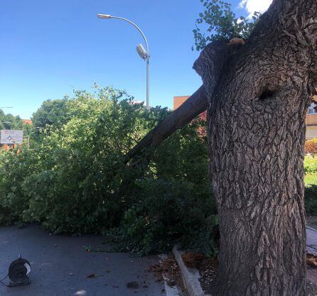 Rama del olmo centenario