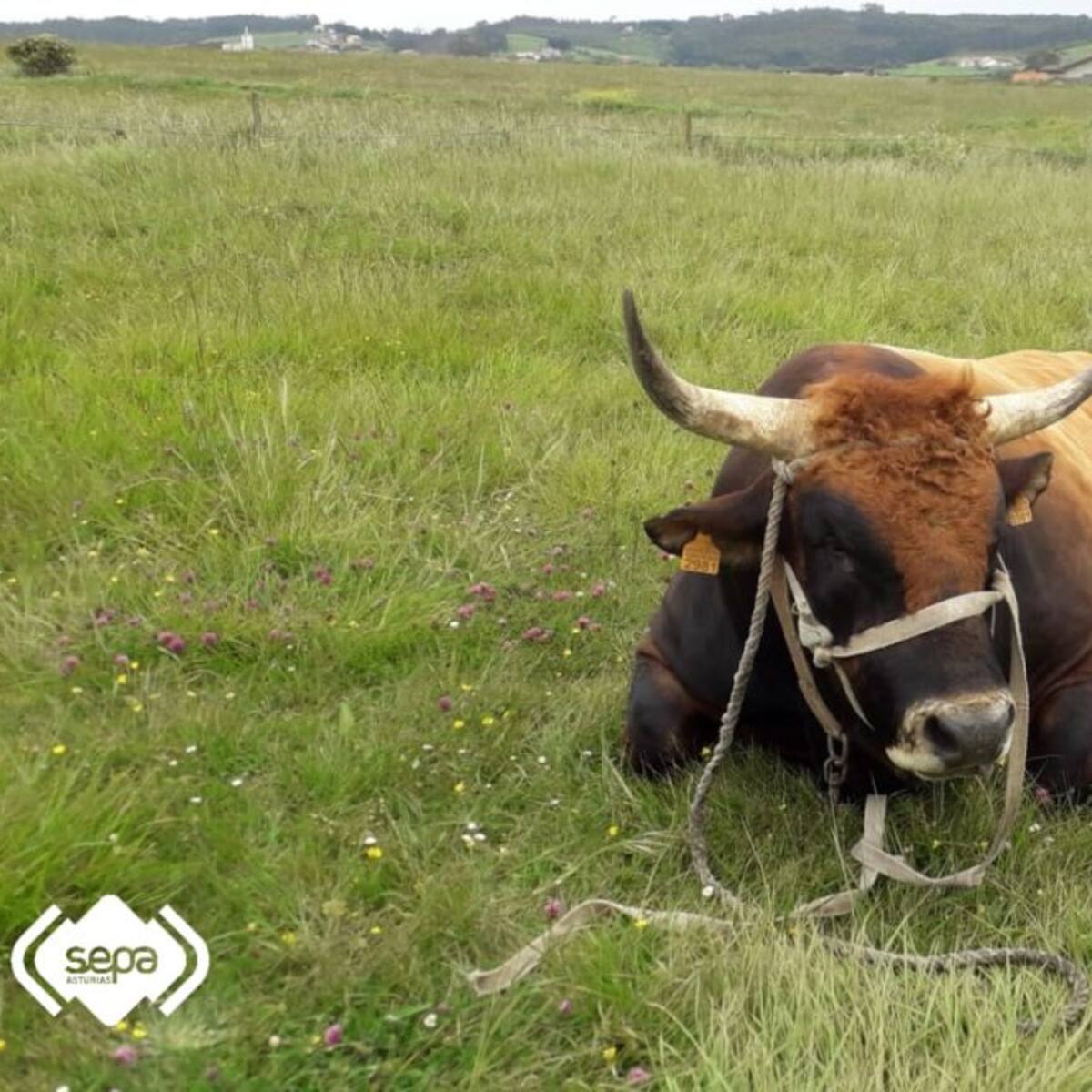 Rescatado con éxito Bolero, el toro de 1.000 kilos que cayó por un acantilado en Asturias