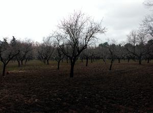 Almendros en flor de la Quinta de los Molinos.