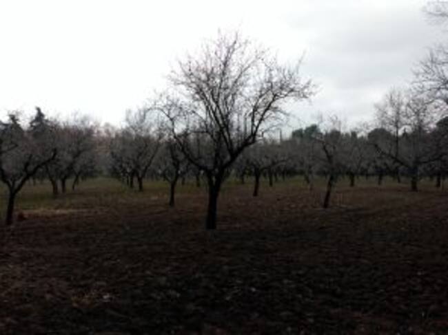 Almendros en flor de la Quinta de los Molinos.