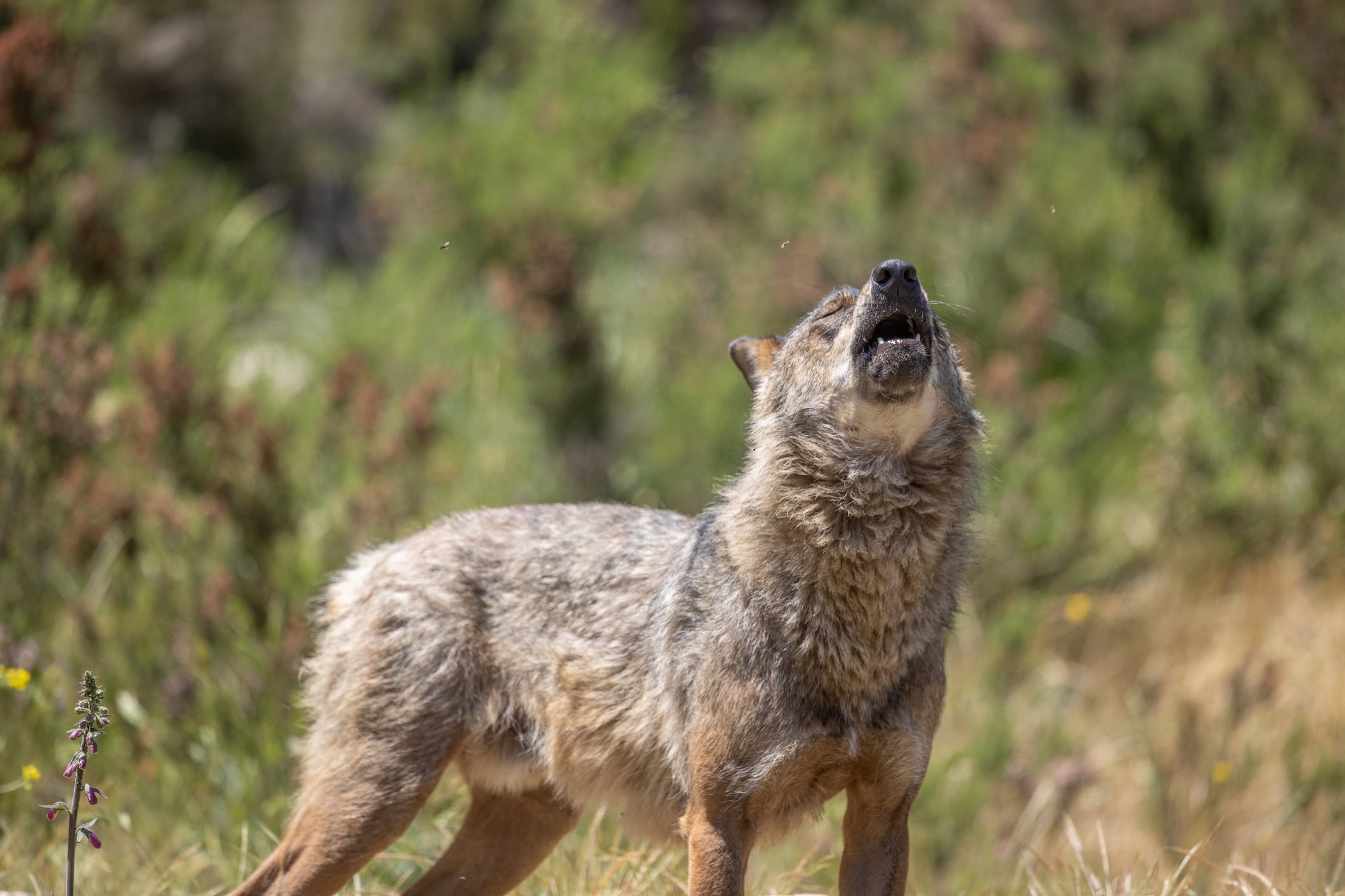 Lobo ibérico