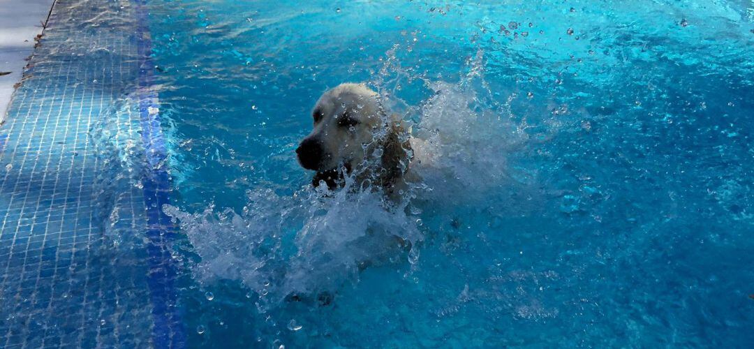 Perro en la piscina