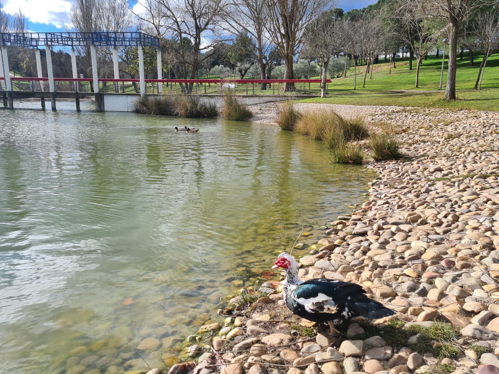 Suelta de Aves en Tres Cantos