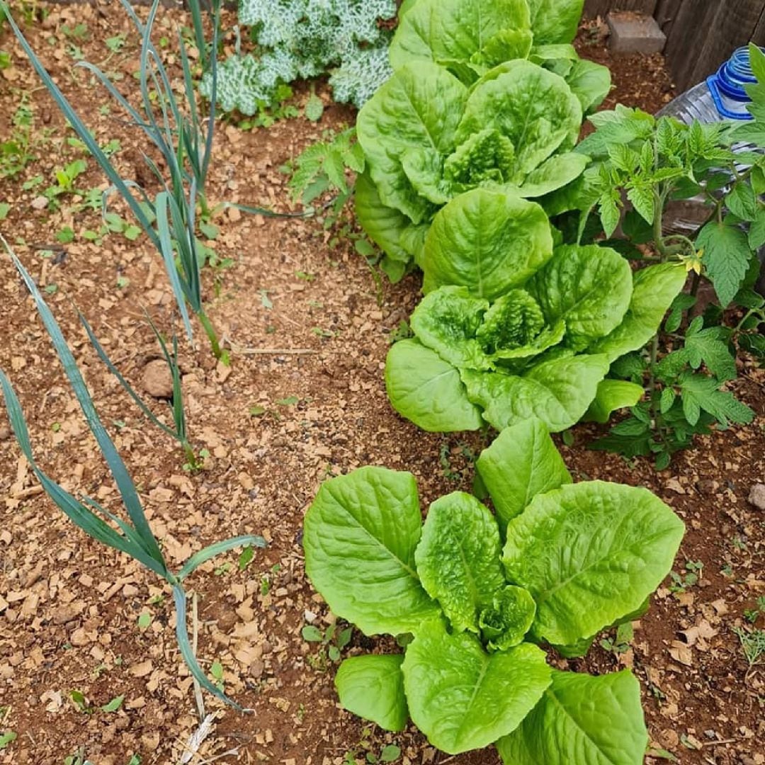 Al trabajo de los últimos meses, se suman los nuevos terrenos que se han incorporado al proyecto. 