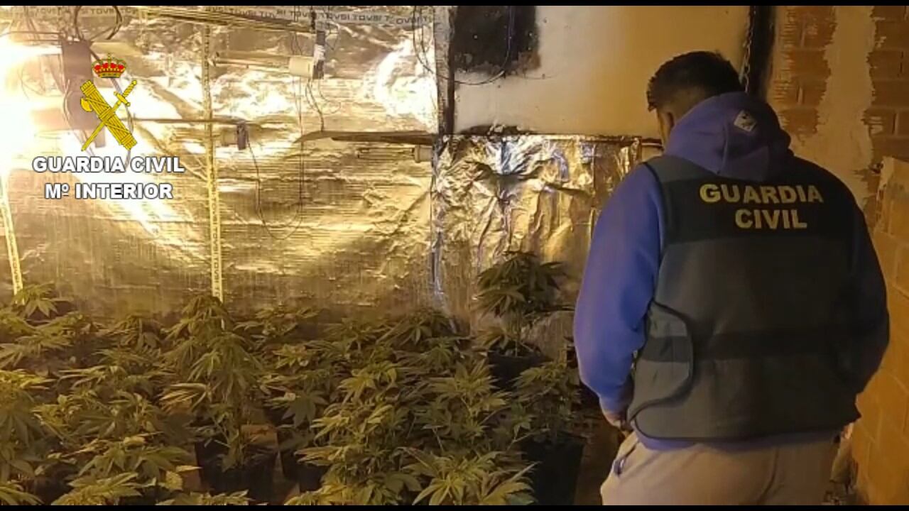 La Guardia Civil desarticula una organización criminal dedicada al cultivo de marihuana en Picassent