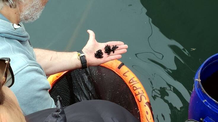 Boris Wietzmann, del projecte Sèpia