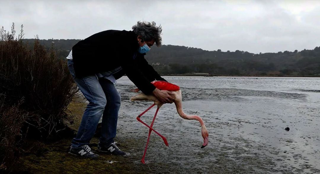 Moment de l&#039;alliberament del flamenc
