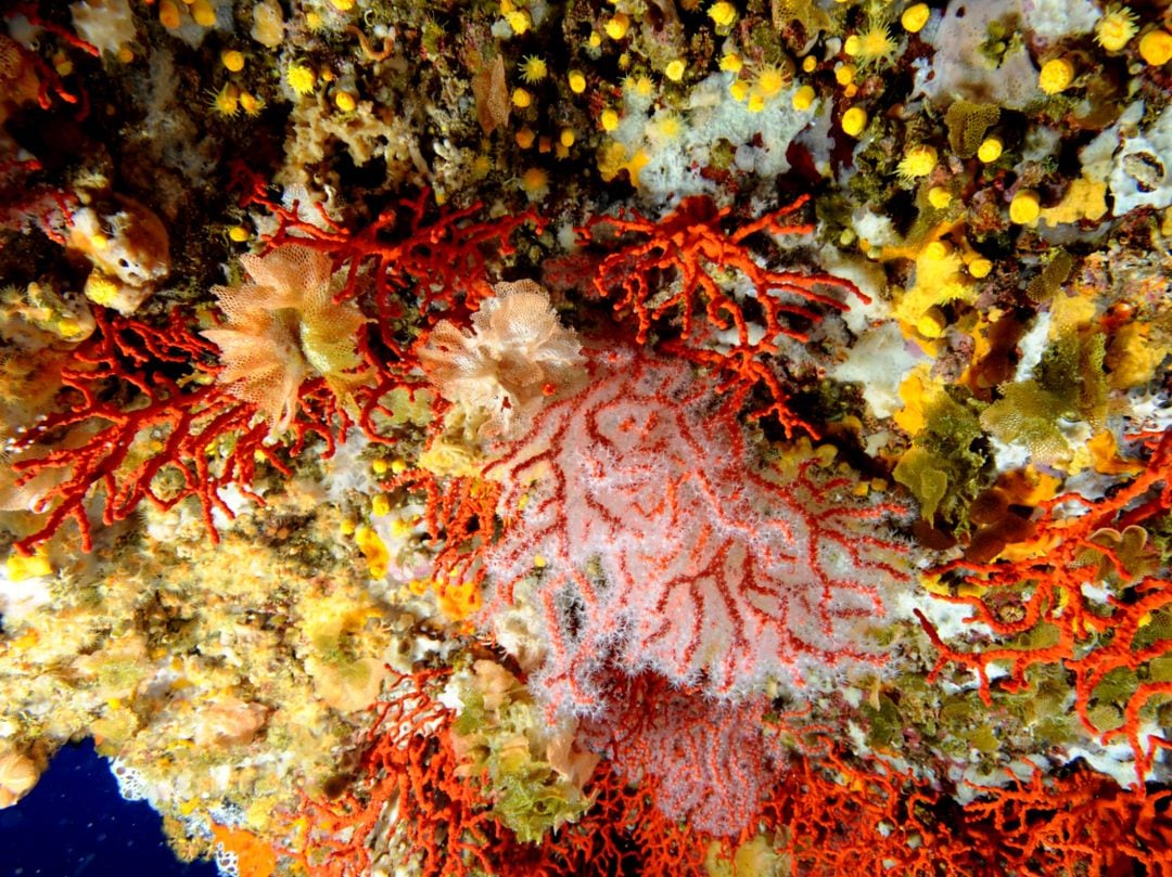 Exemplar de corall vermell