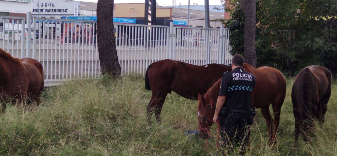 Uno de los agentes con los caballos en una zona segura