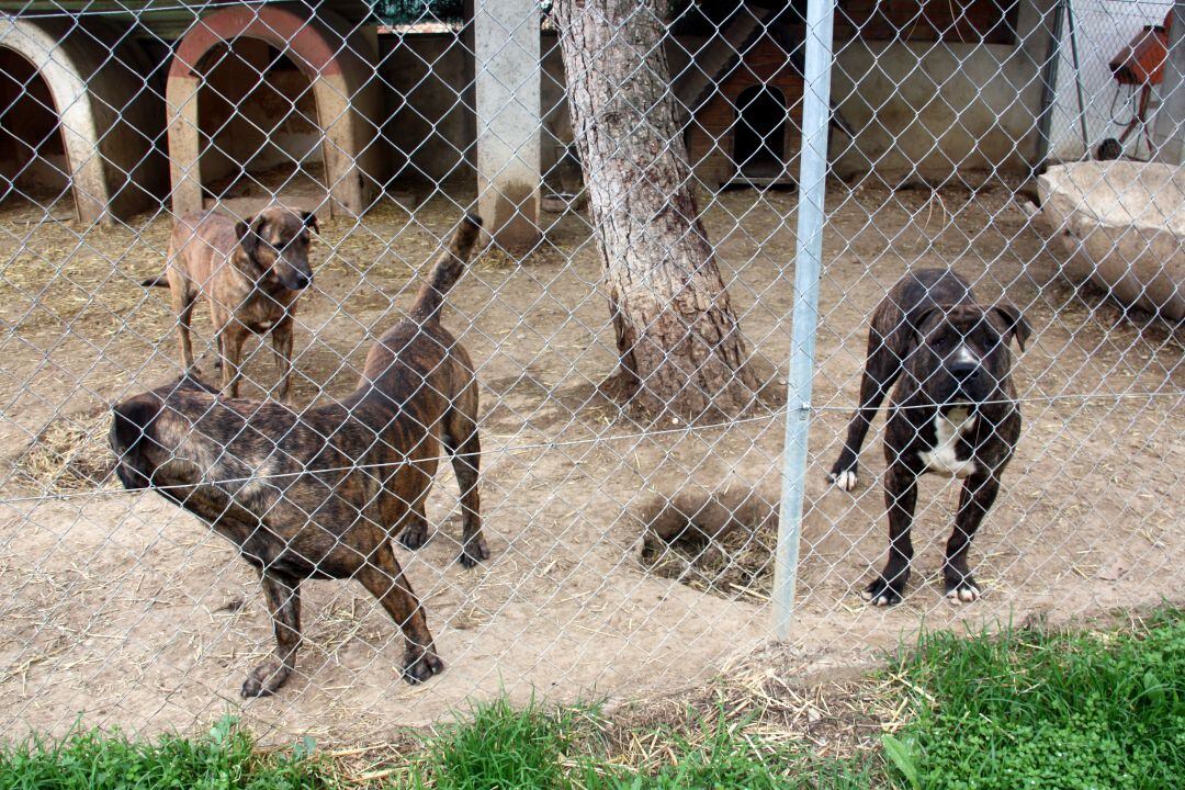 Gossos perillosos a la gossera de Figueres