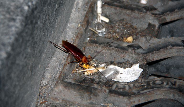 La gran plaga de paneroles va arribar a Tarragona l'any 2012.