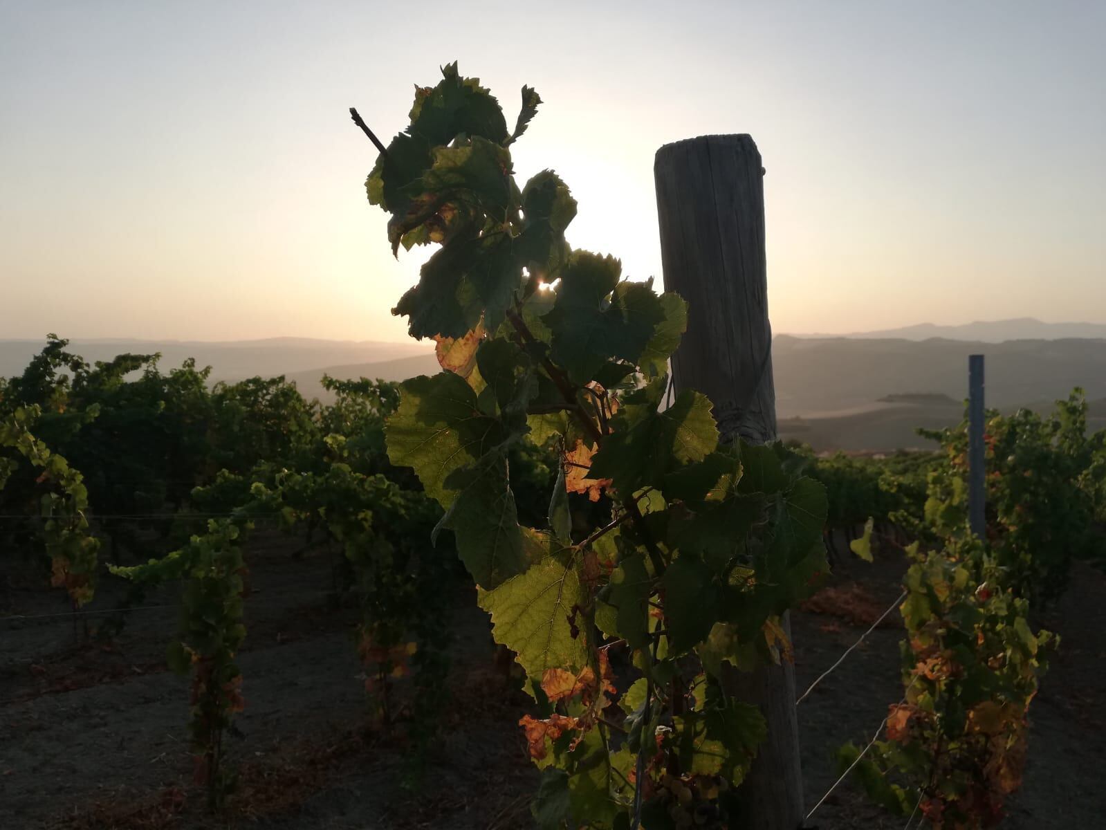 La Serranía de Ronda cuenta con una importante actividad vinícola